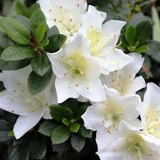 5 Care Tips for Azaleas in Your Garden During Winter