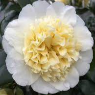 5 Tips for looking after Camellia Japonicas