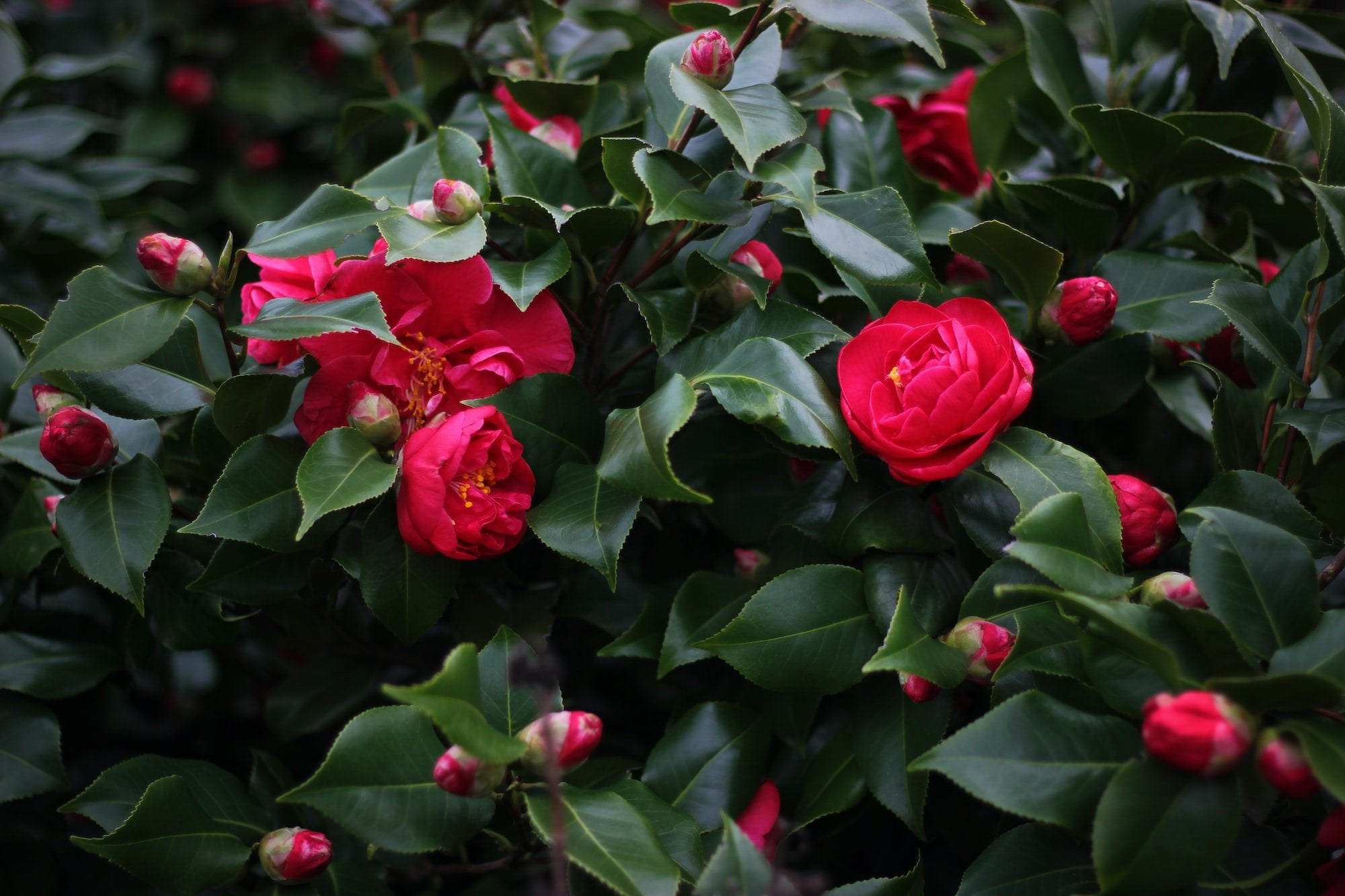 How to create a Colourful Winter Garden