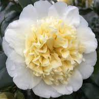 5 Tips for looking after Camellia Japonicas