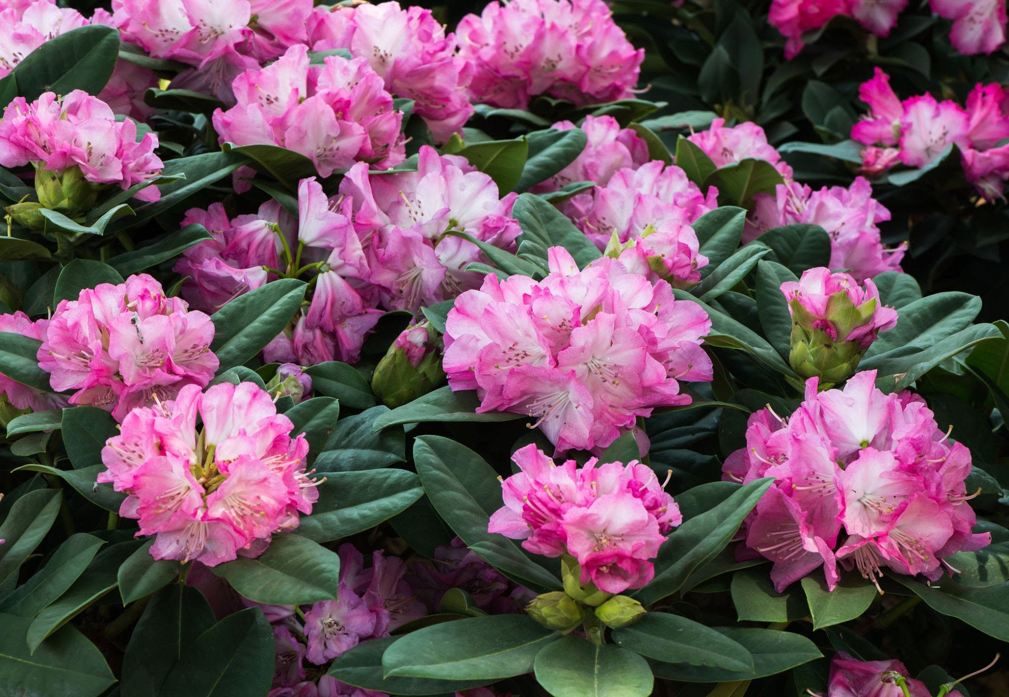 What you need to know about Rhododendrons