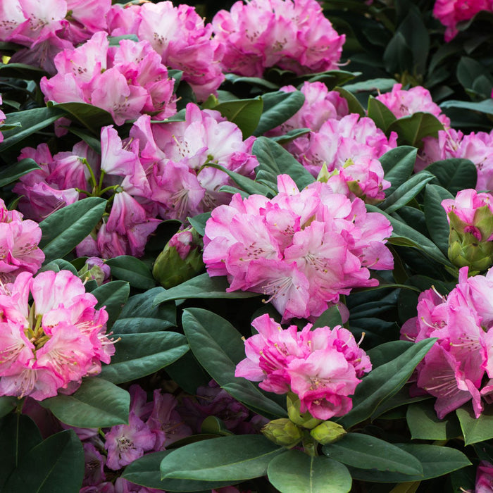 What you need to know about Rhododendrons