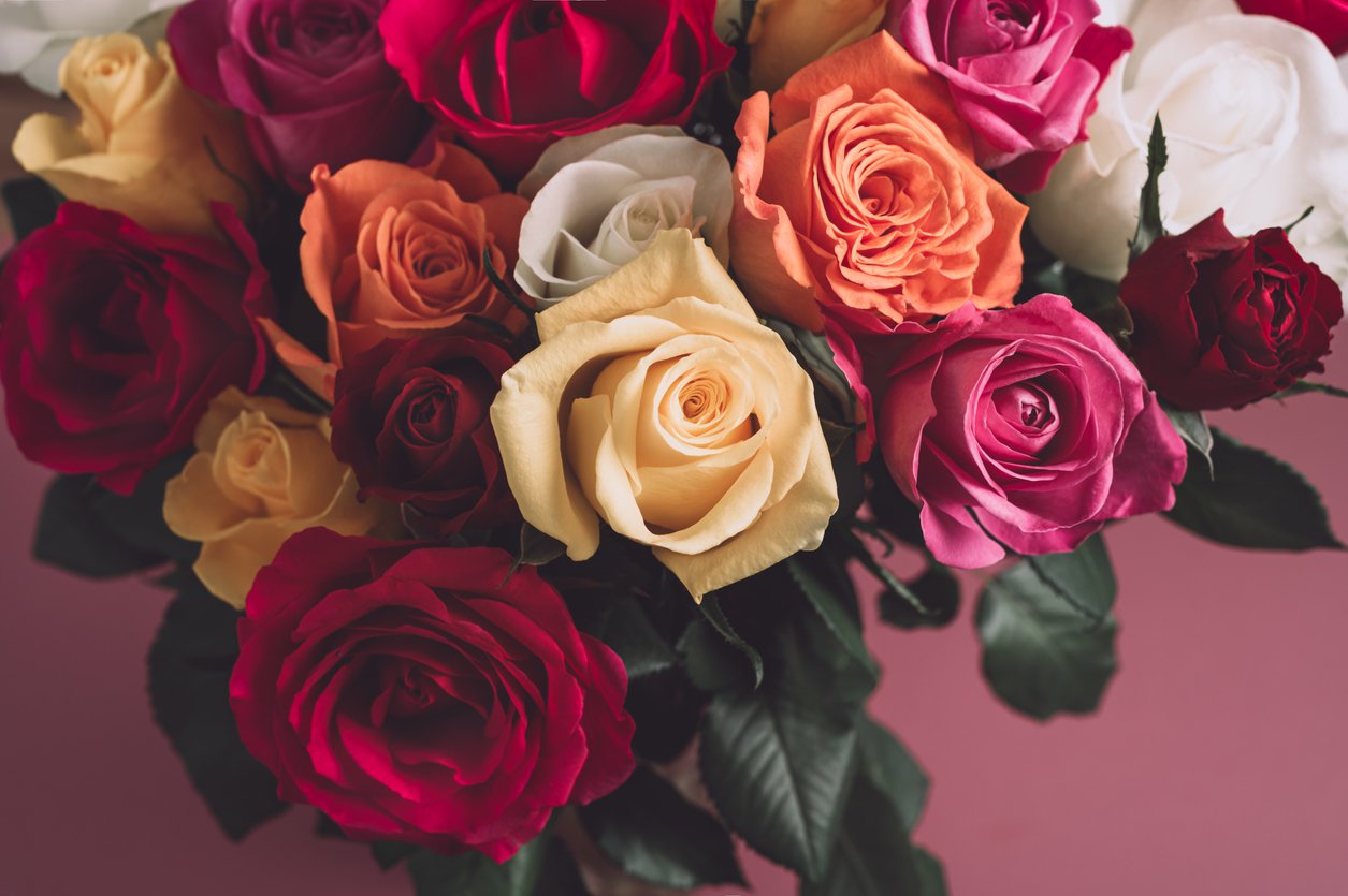 What Do Different Rose Colours Mean?