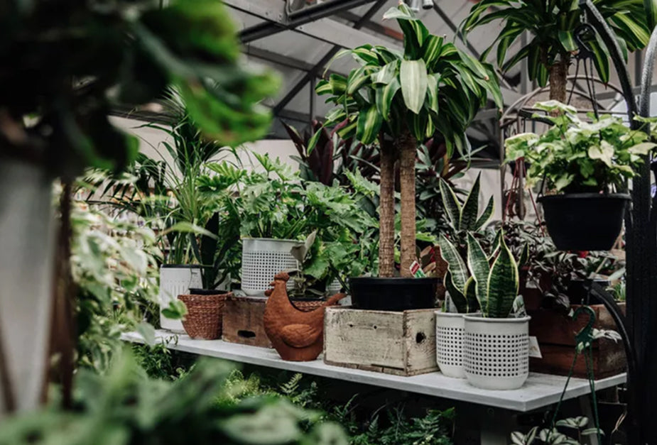 About Mittagong Garden Centre